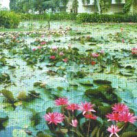 Tuin met waterlelie